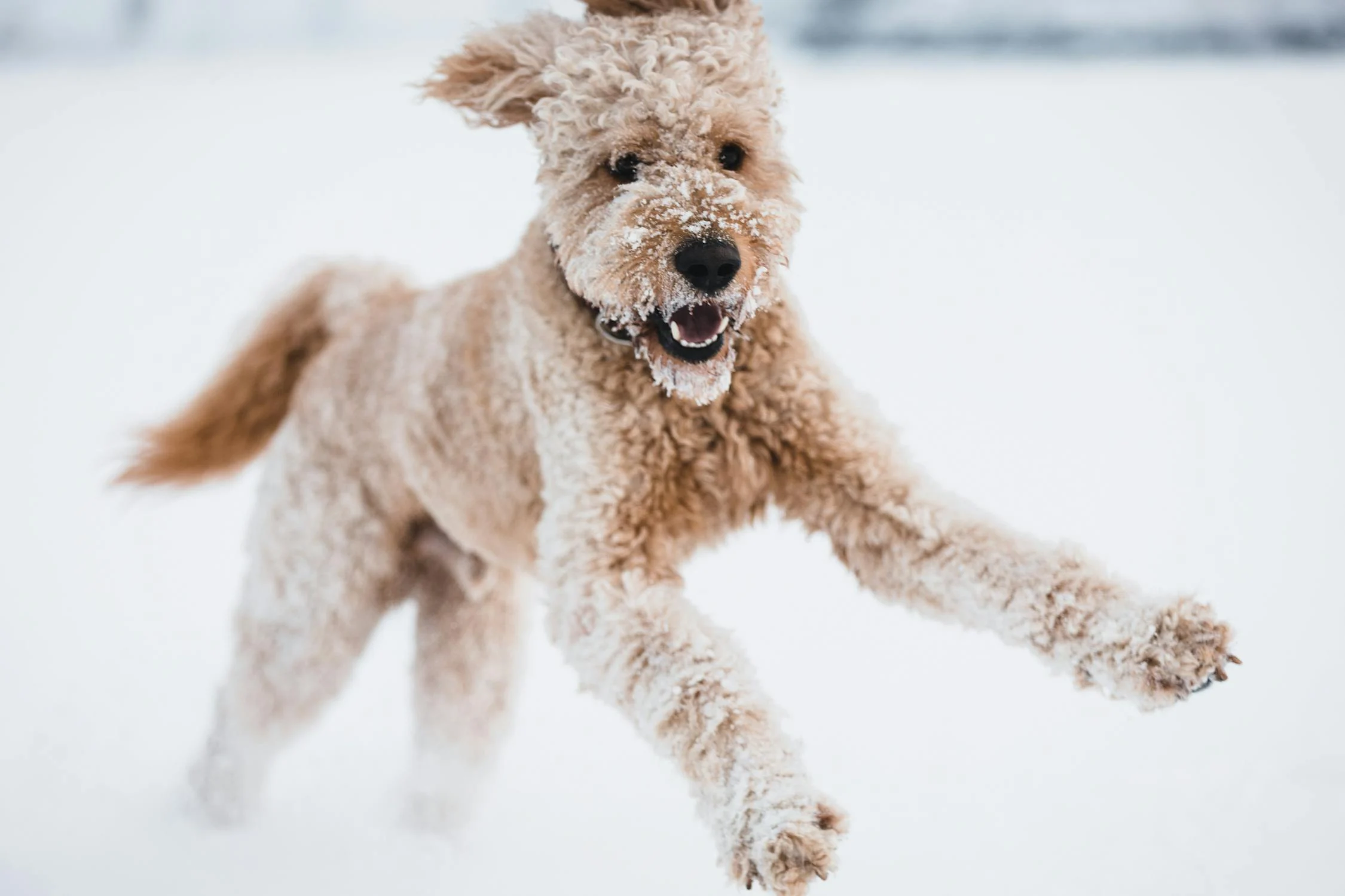 A labradoodle playing on snow